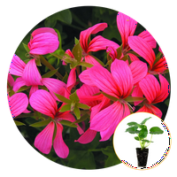 Фери-морни растенија живеат растенија за бебиња 1-3in. Mini Casacade Pink Geranium 6-пакет