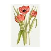Трговска марка ликовна уметност 'curtis tulips vii' платно уметност од curtis